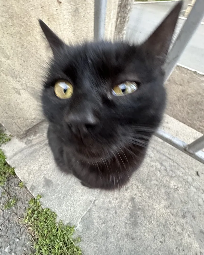 Original photo of a black cat before the AI costume