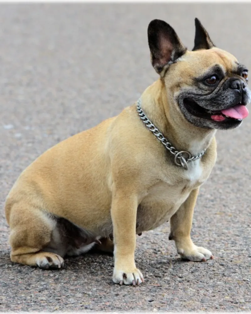 Original photo of a french bulldog before the AI costume