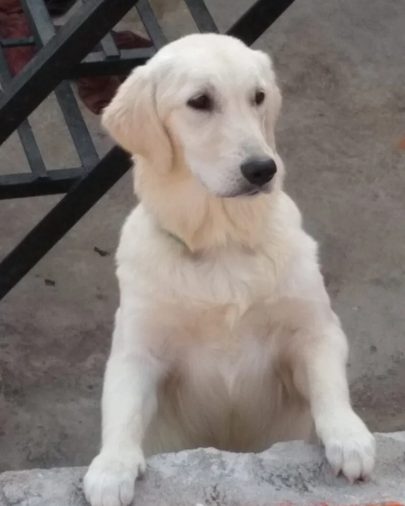 Original photo of a golden retriever before the AI costume