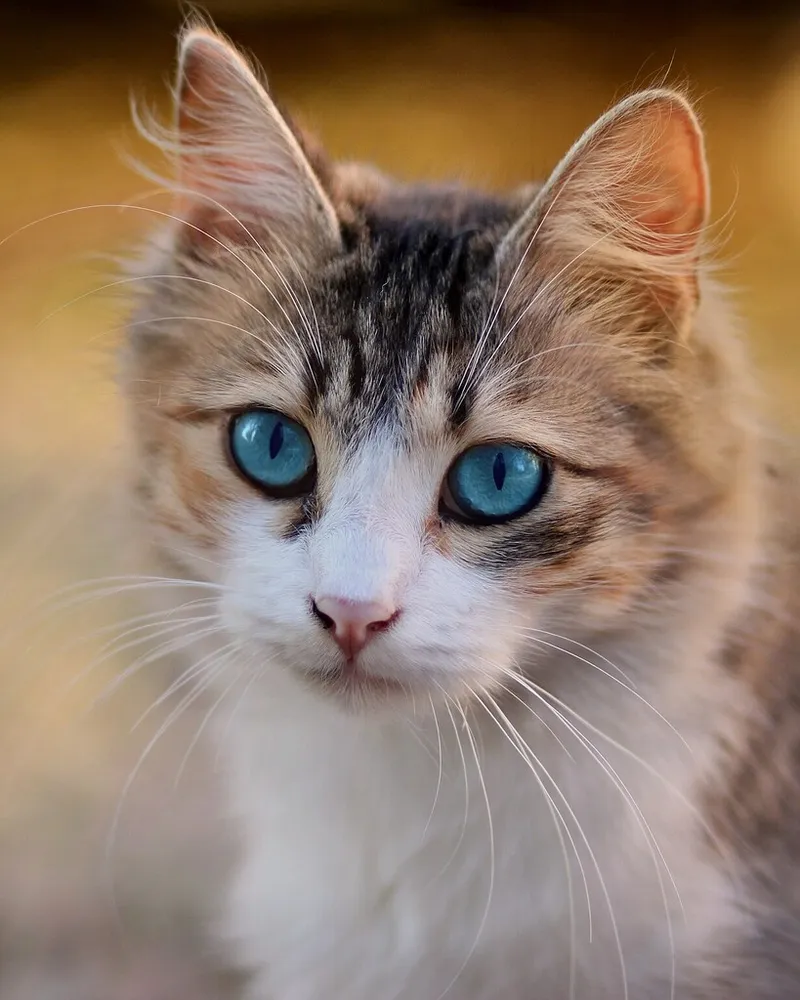 Original photo of a tabby cat before the AI costume